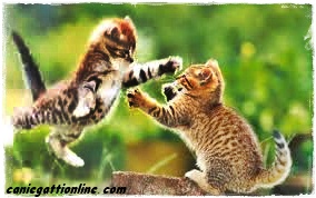 gattini che lottano