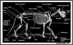 Anatomia del gatto