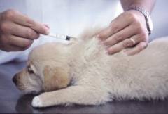 vaccinazioni cani