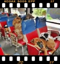cani in treno