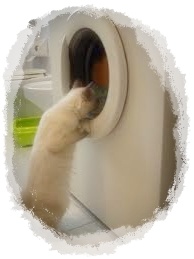 gatto in lavatrice