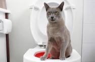 gatto al bagno
