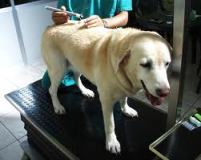 mesoterapia e agopuntura cane